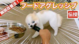 【警察犬訓練所が治らないとサジ投げた噛むポメラニアン】気に入らない事が有れば即噛む️フードアグレッシブ　瞬間改善します