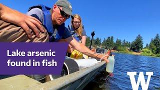 Arsenic make these south Puget Sound fish unsafe to eat