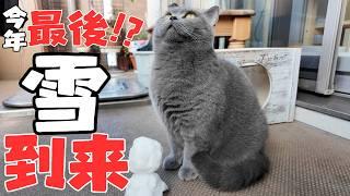 猫と雪だるま⁉️朝から興奮気味の猫と冬遊びしました️【ブリティッシュショートヘア】