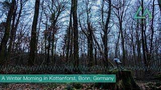 【Forest Sound】 A Winter Morning in Kottenforst, Bonn, Germany ｜Nature Soundscape, Relaxing Moment