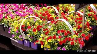 Spring plants and flowers/flowers blooming/Loubelle's best/Pinay in SoCal #11