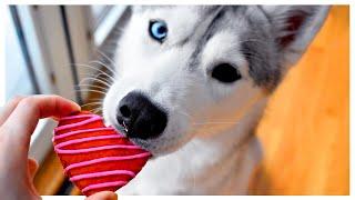 Easy VALENTINE’S DOG TREATS with my HUSKY! | Will she like them?