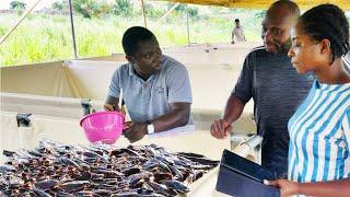 Best training on catfish farming 2023| How to care for your fingerlings |