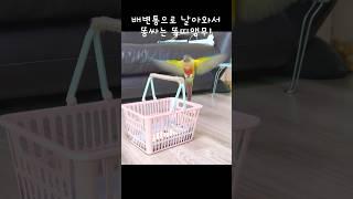 배변통으로 날아가서 응가하는 똑똑한 앵무새 #앵무새배변훈련#shorts