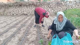 dolma 🫑doldurduk domates sitilledim salatalik ektim