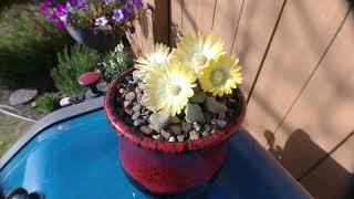 AoxTheGardener - Titanopsis Primosii Bloom Timelapse