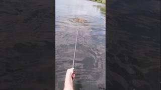 Landing a stunning fully  #carpfishing #fishing #fish #angler #carp #carpangler #carpy #angling