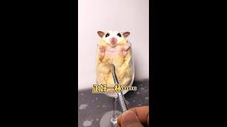 This cup is just right for it... #Cute pet sugar glider @Chow Tai Foon (O40300047)