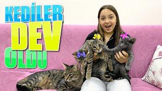 YAVRU KEDİLER DEV GİBİ OLDU! BABAKIZ OYUNCAX TV