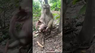 Lovely abandoned monkey in wild #monkey  #babylovermonkey #babymonkey #animals #babyprimate