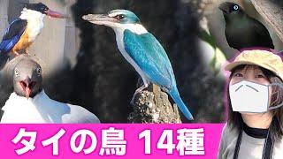 美しすぎる鳥に出会いました…【野鳥撮影vlog】