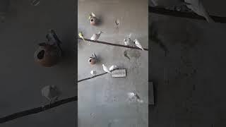 Lot of birds#shorts #birds #viralvideo