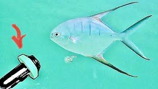 Get Ready To Be Mesmerized! 2 Hours Of Breathtaking Underwater Surf Fishing Footage