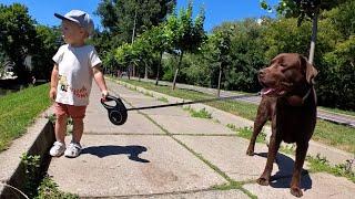 Baby Walks His Giant Labrador on a Sunny Day