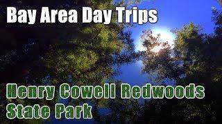 Bay Area Day Trips Henry Cowell Redwoods State Park Ep 5