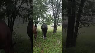 cloudburst, Merlin really does not like the rain, neither does Tessa.  Faye enjoys, Navara is steady