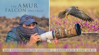 The AMUR FALCON Spectacle | A Raptor Like No Other & the RUTHLESS SIDE of Bird Photography