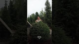 #вид #обучение #ландшафт #ландшафтныйдизайн #дизайн