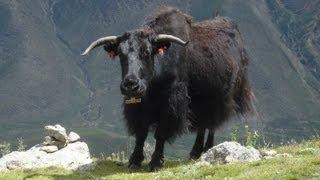 Tibetan Yaks   གཡག་