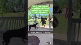 Dogs being idiots part 122 | Funny dogs compilation #funnydog #funnypet #cutedog #dog #dogsworld