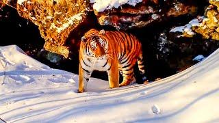 Filming the World’s Rarest Cats I Behind the Scenes of Frozen Planet II I BBC Earth