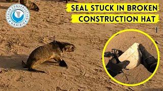 Seal Stuck In Broken Construction Hat