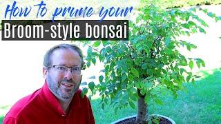 How to prune a bonsai tree for Broom Style | Zelkova Bonsai