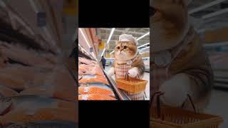 Catto is doing grocery #Cuye #catto