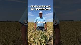 How we grow rice Louisiana! #farming #farmer #ricefarming #louisiana #farm #rice #howitsmade