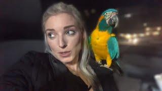 Does My Macaw Jinx Land in the Christmas Decor?!