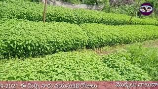 mirchi crop telugu | My Wildlife Agriculture Telugu