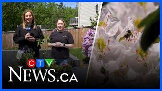 The Garden Guide: Beneficial Plants