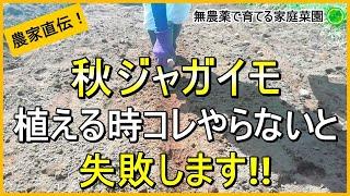 【秋ジャガイモ】暑さで腐らせない植え付けのコツ【有機農家直伝！無農薬で育てる家庭菜園】　24/8/31