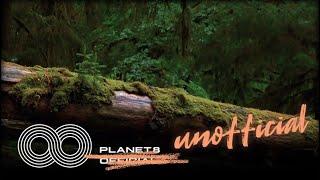 징고(ZINGO) - 초록을 찾아서 (Searching for green) UNOFFICIAL MV  | PLANET8