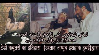 History of teddy pigeons by ustad ayub Ishaq (Dubai)(टेडी कबूतरों का इतिहास