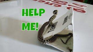 Snake stuck in glue trap!