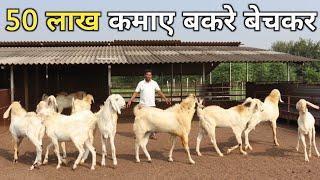 ऐसा शानदार Heavy Weight Goat Farm देख कर मज़ा ना आए तो बोलना  | Goat Farming | Heavy Weight Goat