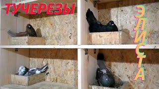 Безкружные Николаевские голуби в Элисте! #pigeons #tauben #göyərçinlər