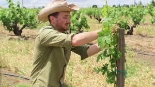 Training Young Vines