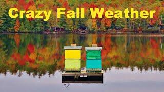 Beekeeping | Danger of This Fall's Weather