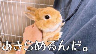 うさぎに抱っこをあきらめさせる方法【ネザーランドドワーフのコッペ】