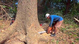 Rain tree cutting is very special wood‼️