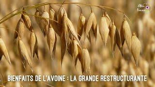 Bienfaits de l'avoine : la grande restructurante