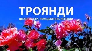 Таємниці троянд: дивовижні факти, походження, легенди. Що приховують ці квіти?