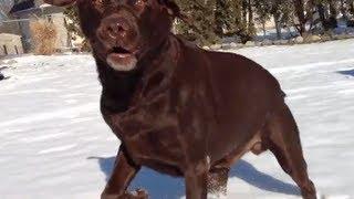  Dogs - Chocolate Labs - Labrador Retriever - Funny Dog In Snow