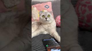 Music for cats by Sonyakisa Subscribe to our playlist. Link in bio. #cat #cats