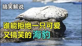 【科普 | 搞笑】海豹躺平法，主打个随性！ #海豹 #搞笑 #动物世界精彩瞬 #动物世界解说 #动物世界精彩解说 #棕熊 #动物的迷惑行