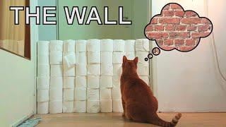 Alvi cat : toilet paper wall - jumping skills test