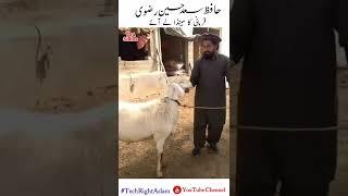 Hafiz Saad Hussain Rizvi Ka Menda | Saad Hussain Rizvi video || #shorts ||