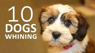 DOGS WHINING and Crying Sound Effect | Show this to your Dog and See What Happens HD